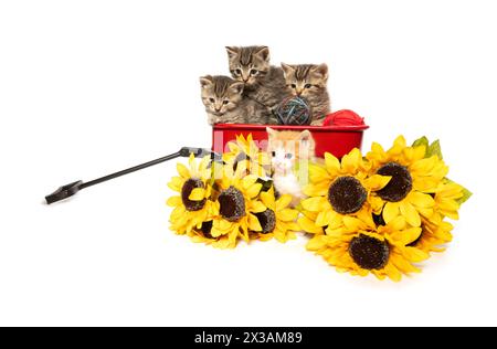 Vier Kätzchen mit einem roten Wagen und Sonnenblumen isoliert auf weißem Hintergrund. Stockfoto