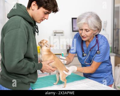 Guy Besitzer chihuahua Hund hält Haustier und hilft Tierarzt der Klinik, Routineimpfungen durchzuführen Stockfoto