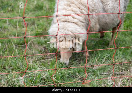 Schafe auf einer Weide in Aachen am 23. April 2024. DEUTSCHLAND - AACHEN - TÄGLICH Stockfoto