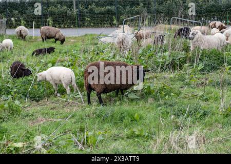 Schafe auf einer Weide in Aachen am 23. April 2024. DEUTSCHLAND - AACHEN - TÄGLICH Stockfoto