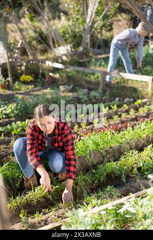 Positive junge Frau, die während der Arbeit im Garten tagsüber im April Gemüsebett mit Zerkleinerer jätet Stockfoto