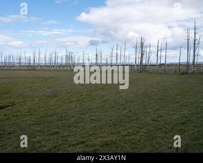 Tote Bäume im Cwm Ivy-Sumpfgebiet auf der Nordseite der Gower-Halbinsel. Das Gebiet war einst vor dem Meer geschützt und wurde nun in Salzwiesen zurückgeführt. Stockfoto