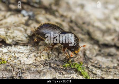 Euwallacea validus, ein in Asien heimischer Ambrosiakäfer, adventiv in Nordamerika. Stockfoto