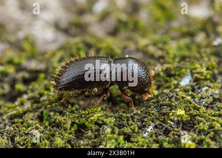 Euwallacea validus, ein in Asien heimischer Ambrosiakäfer, adventiv in Nordamerika. Stockfoto