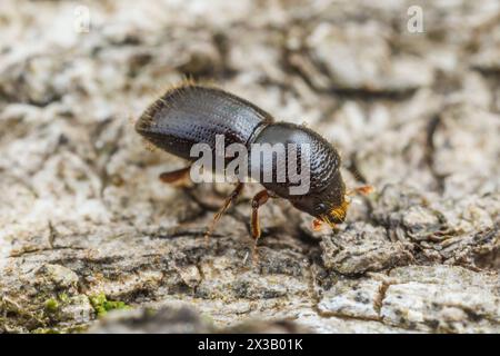 Euwallacea validus, ein in Asien heimischer Ambrosiakäfer, adventiv in Nordamerika. Stockfoto