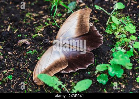 Ein brauner Schmetterling fügt sich nahtlos in die Erde ein und veranschaulicht die Tarnung der Natur in freier Wildbahn Stockfoto