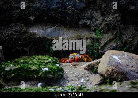 Erwachsene Sally lightfoot Krabbe (Grapsus grapsus) im Sandbecken des La Punta Strandes in Lima - Peru. Stockfoto