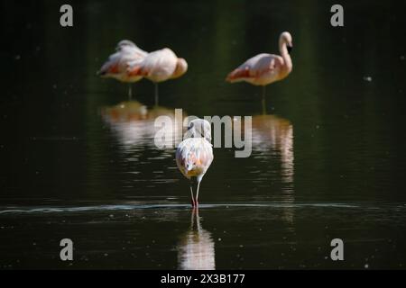 Chilenischer Flamingo (Phoenicopterus chilensis), wunderschöne Gruppe von Flamingos, die am Ufer des Anden-Sees ruhen und fressen. Peru. Stockfoto