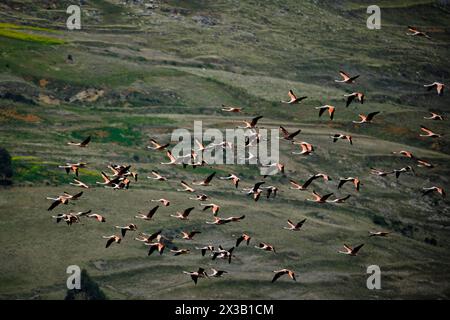 Chilenischer Flamingo (Phoenicopterus chilensis), wunderschöne Gruppe von Flamingos, die über einen Andensee mit einer beeindruckenden Andenlandschaft im Backgr fliegen Stockfoto