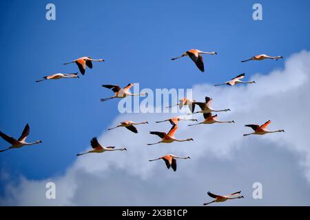 Chilenischer Flamingo (Phoenicopterus chilensis), wunderschöne Gruppe von Flamingos, die über einen Andensee mit einer beeindruckenden Andenlandschaft im Backgr fliegen Stockfoto