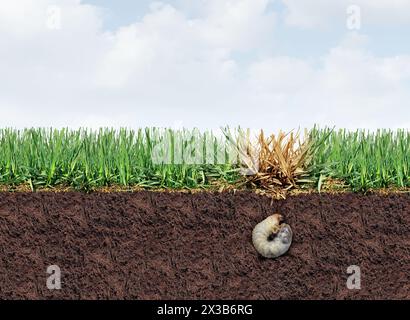 Rasengutschaden als Chinchlarve, die Graswurzeln schädigt, was eine braune Fleckkrankheit im Rasen als beschädigter gesunder Rasen repräsentiert Gartenarbeit und l Stockfoto