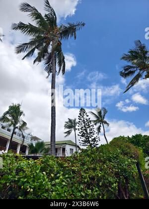 Ein Strandhaus mit Palmen im Vordergrund. Das Haus ist weiß mit einem grünen Dach. Die Palmen sind hoch und grün, und einige Wedel wehen hinein Stockfoto