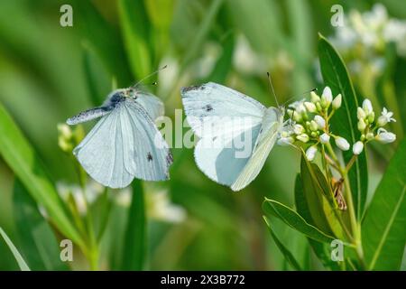 Ein Paar Weißkohl-Schmetterlinge, einer im Flug, zieht die weißen zarten Blütenknospen in einem üppigen und grünen Sommergarten an. Stockfoto
