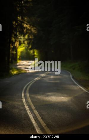 Der oberflächliche Fokus der Curving Road durch den Dark Forest im Olympic National Park Stockfoto