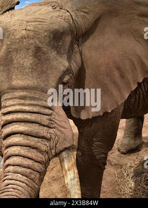 NAIROBI, KENIA 17. Februar 2024: Zentrum der Tierausstellung im Nairobi National Museum Stockfoto