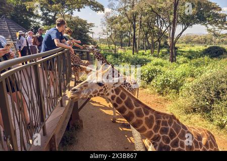 Touristen, die im Giraffe Center in Nairobi, Kenia, eine Giraffe streicheln und füttern. Februar 2024. Nairobi, Kenia Stockfoto