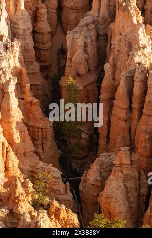 Single Tree Wächst Unter Den Schattigen Hoodoos Im Bryce Canyon Stockfoto