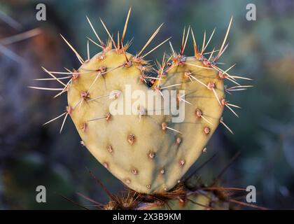 Herzförmiges Feigenkaktus (Opuntia) Pad, Arizona, USA Stockfoto