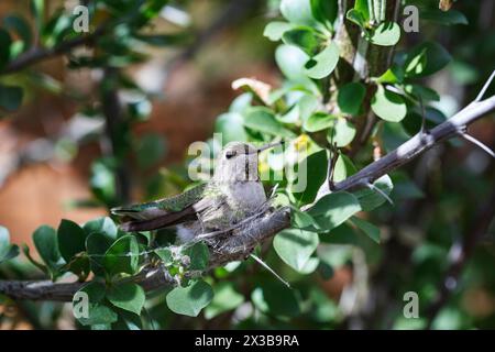 Anna’s Hummingbird (Calypte anna), sitzt auf ihrem nächsten, Arizona, USA Stockfoto