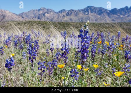 Coulter's Lupine (Lupinus sparsiflorus) in Blüte am Fuße der Santa Catalina Mountains im Catalina State Park, Tucson, Arizona Stockfoto