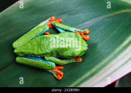 Blick hinunter auf einen Rotäugigen Baumfrosch (Agalychnis callidryas), Costa Rica Stockfoto