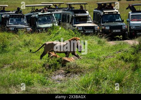 Löwen fressen Beute vor dem Hintergrund von Touristen in einem Jeep. Beobachtung von Tieren in ihrem natürlichen Lebensraum. Afrikanische Safari. Masai Mara Nationalpark Stockfoto