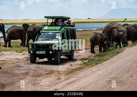 Amboseli-Nationalpark, Kenia. 5. Februar 2024: Touristen in Safari-Jeeps beobachten und fotografieren von großen wilden Elefanten, die die Schotterstraße in Ambos überqueren Stockfoto