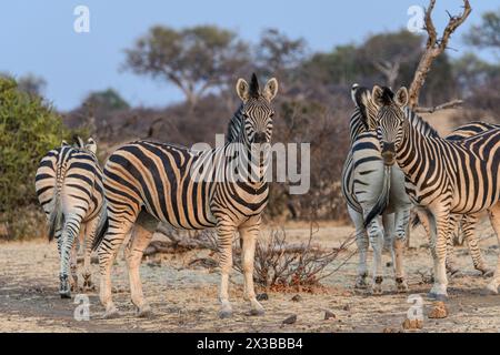 Burchell's Zebra, Equus quagga burchellii, Mashatu Game Reserve, Botswana Stockfoto