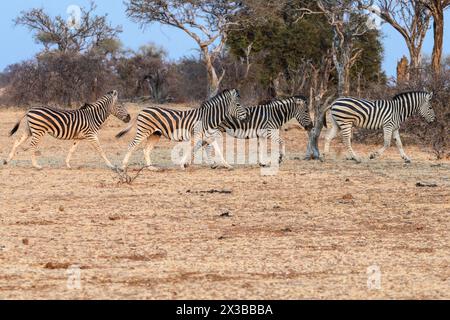 Burchell's Zebra, Equus quagga burchellii, Mashatu Game Reserve, Botswana Stockfoto