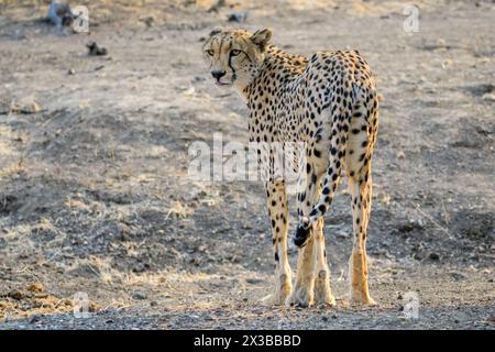 Weibliche Geparde, Acinonyx jubatus, Mashatu Game Reserve, Botswana Stockfoto