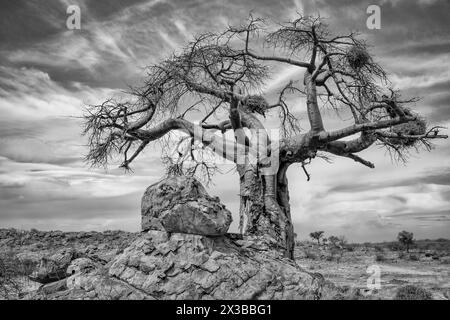 Afrikanischer Baobab-Baum, Adansonia digitata mit Rotschnabelwebernestern, Bulbalornis niger. Mashatu Game Reserve, Botswana Stockfoto