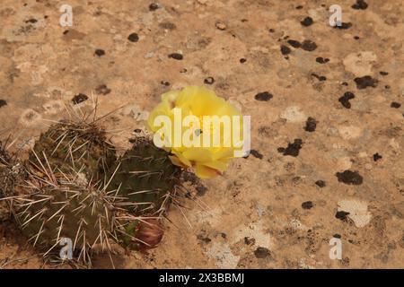 Gelb blühende Wildblumen-Kakteen, die auf Felsen in Utah wachsen Stockfoto