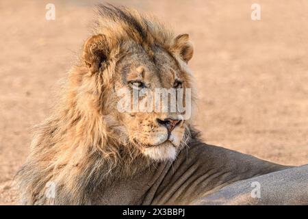 Männlicher Löwe, Panthera leo melanochaita, Mashatu Game Reserve, Botswana Stockfoto