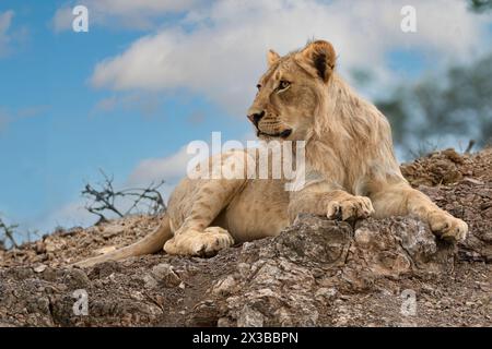 Männlicher Löwe, Panthera leo melanochaita, Mashatu Game Reserve, Botswana Stockfoto