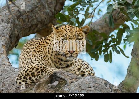 Männlicher afrikanischer Leopard, Panthera pardus, Mashatu Game Reserve, Botswana Stockfoto