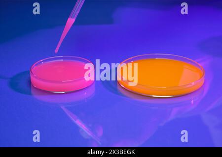 Minimale Szene von zwei Petrischalen aus Glas, gefüllt mit chemischer Flüssigkeit in rosa und orange. Eine Pipette tropft rosafarbene Flüssigkeit in eine Petrischale. Pro Stockfoto