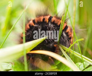 Fuchsmotte (Macrothylacia rubi), raupe im Gras, Deutschland Stockfoto