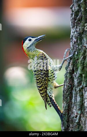 Grünspecht (Colaptes melanochlorus) Pantanal Brasilien Stockfoto