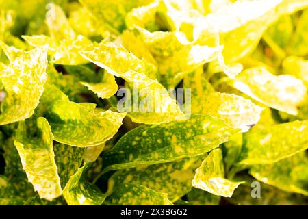 Natur des grünen Blattes im Garten im Sommer. Natürliche grüne und gelbe Blätter Pflanzen als Frühlingshintergrund Deckblatt Grün Umwelt Ökologie Stockfoto