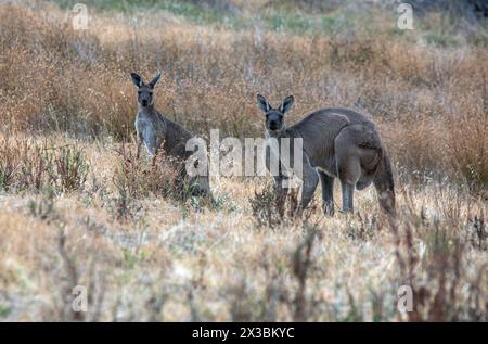 Western Grey Kängurus (wissenschaftlicher Name Macropus fuliginosus) weiden auf Grasland in Hallet Cove in South Australia, Australien. Stockfoto