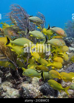 Ein Schwarm gelber französischer Grunzer (Haemulon flavolineatum) und Blauriped Grunts (Haemulon sciurus), der durch ein Korallenriff, Tauchplatz John, fährt Stockfoto