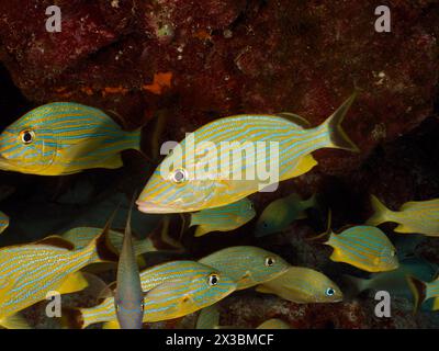 Bluestriped Grunt (Haemulon sciurus), Tauchplatz John Pennekamp Coral Reef State Park, Key Largo, Florida Keys, Florida, USA Stockfoto