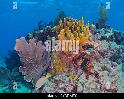 Buntes Korallenriff mit Feuerkorallen (Millepora complanata), gemeinem Seefächer (Gorgonia ventalina) und tropischen Fischen in ihrem natürlichen Lebensraum. Tauchen Stockfoto