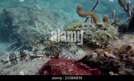 Ein gut getarnter Skorpionfisch (Scorpaena plumieri), bewegungslos auf dem Sandboden neben Korallen gelegen, Tauchschule, Pompano Beach Stockfoto