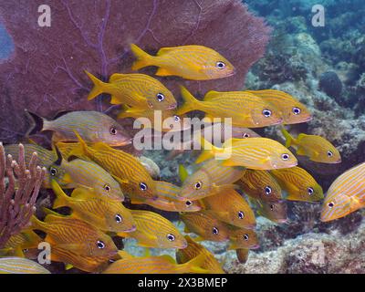 Eine Schule gelber Fische, französischer Grunzer (Haemulon flavolineatum), die synchron in der Nähe des Meeres mit einem gemeinsamen Meeresfächer (Gorgonia ventalina) schwimmen Stockfoto