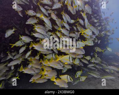 Eine dichte Fischschule mit gelben Streifen sucht Zuflucht in der Nähe des Wracks der Benwood. Tauchplatz John Pennekamp Coral Reef State Park, Key Largo Stockfoto