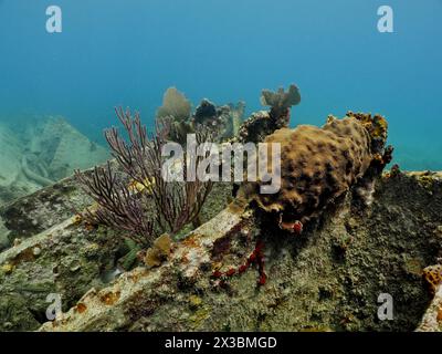 Wrack der Benwood. Tauchplatz John Pennekamp Coral Reef State Park, Key Largo, Florida Keys, Florida, USA Stockfoto