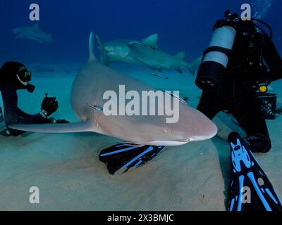 Mehrere Exemplare von Zitronenhai (Negaprion brevirostris) schwimmen nahe am Sandboden, während Taucher die Szene einfangen. Tauchplatz Bonair, Jupiter Stockfoto