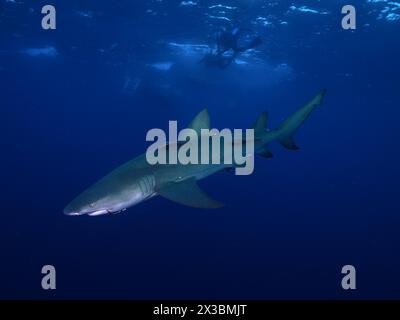 Zitronenhai (Negaprion brevirostris) mit einem Fischhaken im Mund gleitet elegant durch das tiefe, blaue Wasser des Ozeans. Taucher an der Oberfläche. Stockfoto