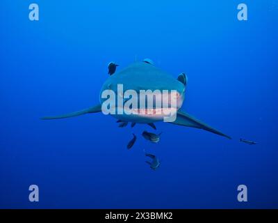 Porträt des Zitronenhais (Negaprion brevirostris), umgeben von mehreren Mutterfischen (Echeneidae). Tauchplatz Lemon Drop, Jupiter Stockfoto